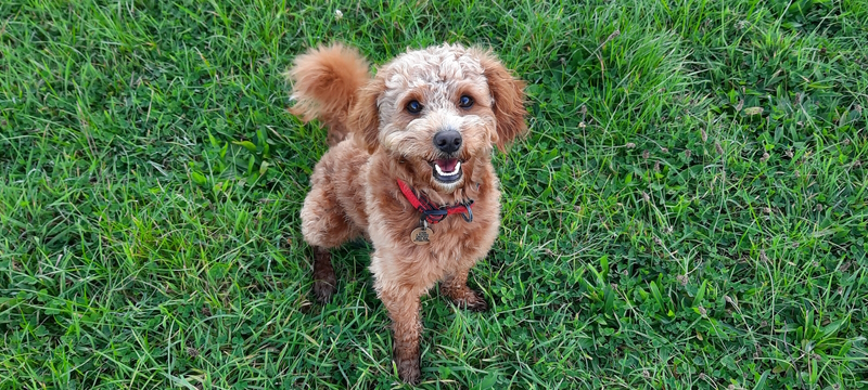 Louis Woofus Dog Walking North Shields
Woofus Dog Walking Tynemouth
Woofus Dog Walking Holywell
Woofus Dog Walking Whitley Bay
Woofus Dog Walker North Shields
Woofus Dog Walker Tynemouth
Woofus Dog Walker Holywell
Woofus Dog Walker Whitley Bay