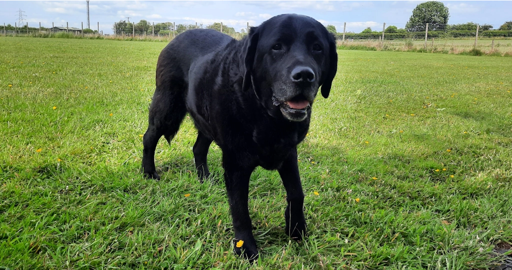Alf Alf at Woofus Dog Walking