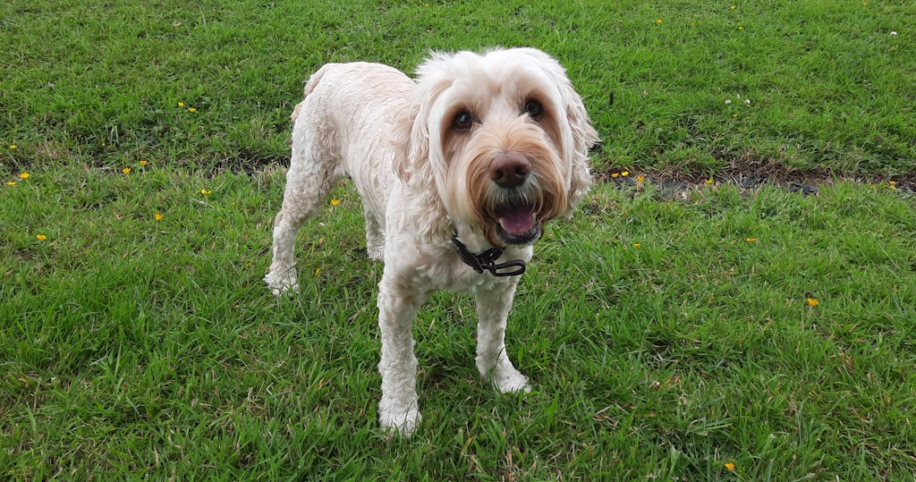 Barney B Woofus Dog Walker Tynemouth, North Shields, Cullercoats, Whitley Bay, Holywell, Seaton Delaval Woofus Dog Walking Tynemouth, North Shields, Cullercoats, Whitley Bay, Holywell, Seaton Delaval Woofus Dog Boarding Tynemouth, North Shields, Cullercoats, Whitley Bay, Holywell, Seaton Delaval