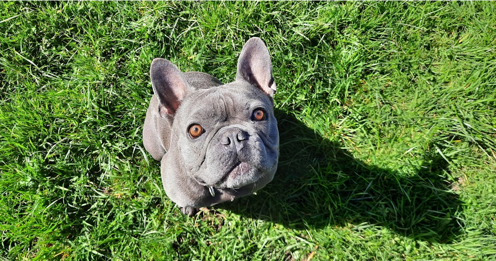 Barney S Woofus Dog Boarding North Shields Woofus Dog Boarding Tynemouth Woofus Dog Boarding Cullercoats Woofus Dog Boarding Whitley Bay Woofus Dog Boarding Holywell Woofus Dog Boarding Seaton Delaval
