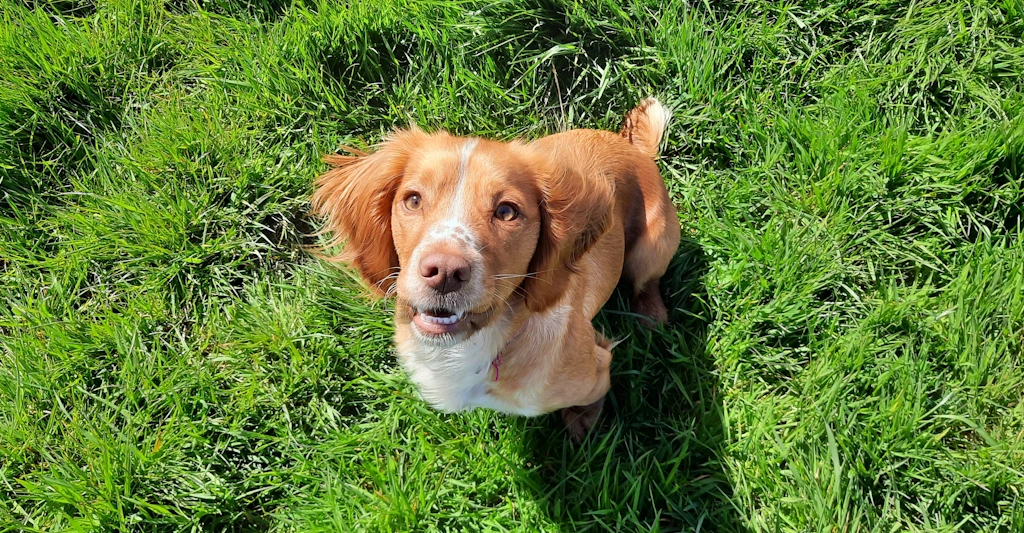 Belle Woofus Dog Boarding North Shields Woofus Dog Boarding Tynemouth Woofus Dog Boarding Cullercoats Woofus Dog Boarding Whitley Bay Woofus Dog Boarding Holywell Woofus Dog Boarding Seaton Delaval