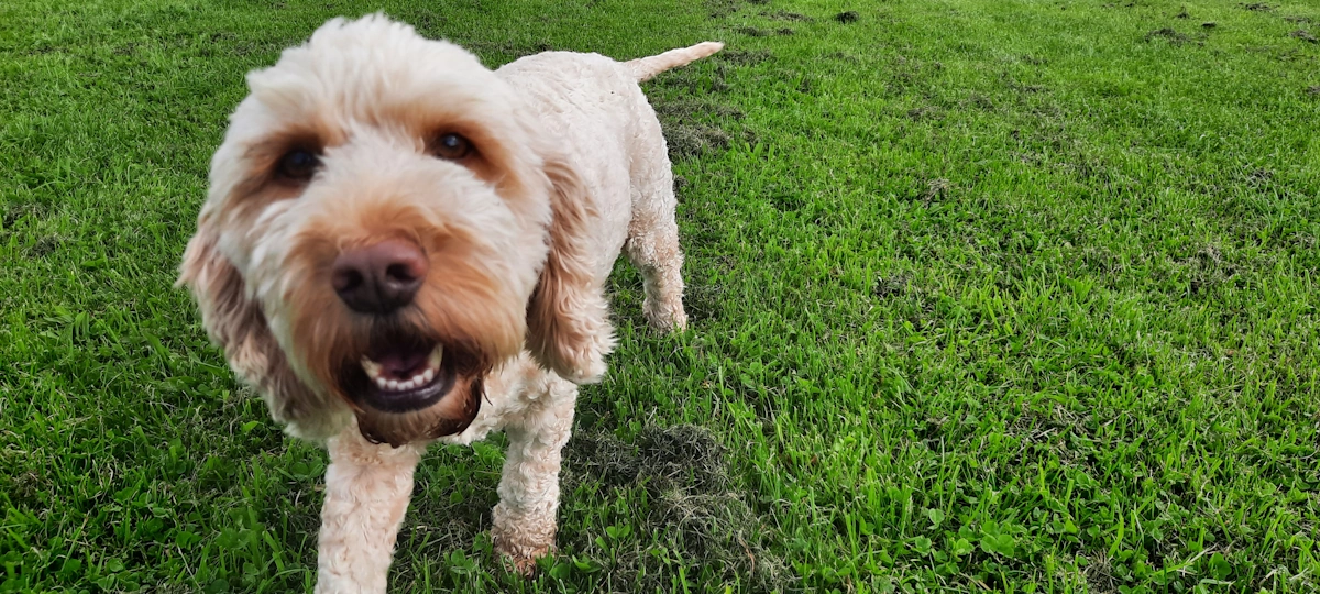 Charley Woofus Dog Walker Tynemouth, North Shields, Cullercoats, Whitley Bay, Holywell, Seaton Delaval Woofus Dog Walking Tynemouth, North Shields, Cullercoats, Whitley Bay, Holywell, Seaton Delaval Woofus Dog Boarding Tynemouth, North Shields, Cullercoats, Whitley Bay, Holywell, Seaton Delaval