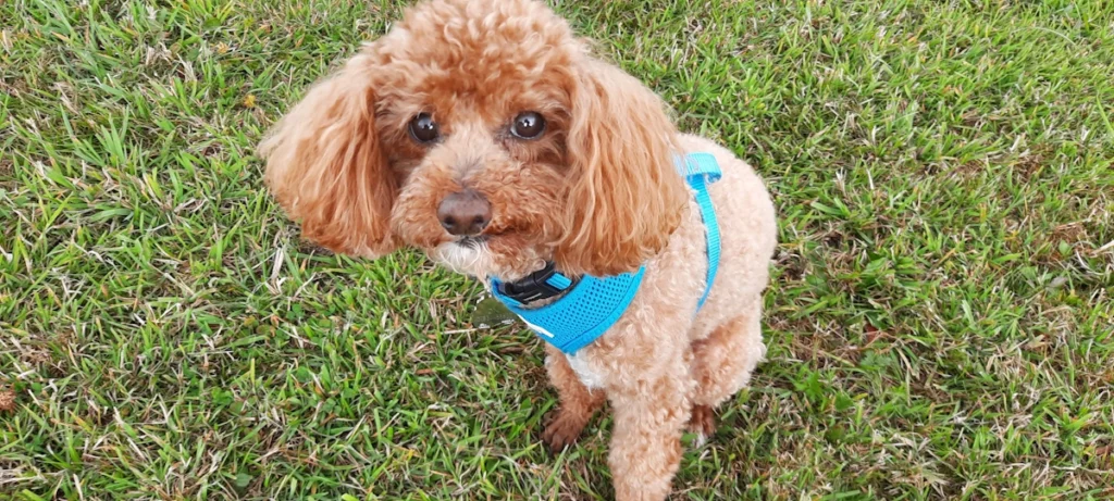 Coco1 Woofus Dog Boarding North Shields Woofus Dog Boarding Tynemouth Woofus Dog Boarding Cullercoats Woofus Dog Boarding Whitley Bay Woofus Dog Boarding Holywell Woofus Dog Boarding Seaton Delaval