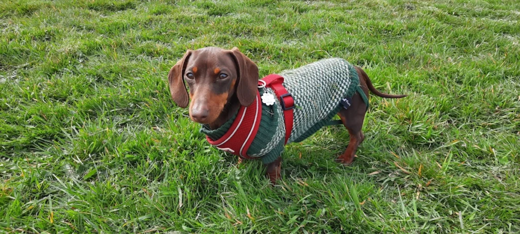 Gracie At Woofus HQ, we care for your dogs as if they were our own — we will send you lots of photos, videos and pupdates of your dog’s holiday because we know how much they mean to you.