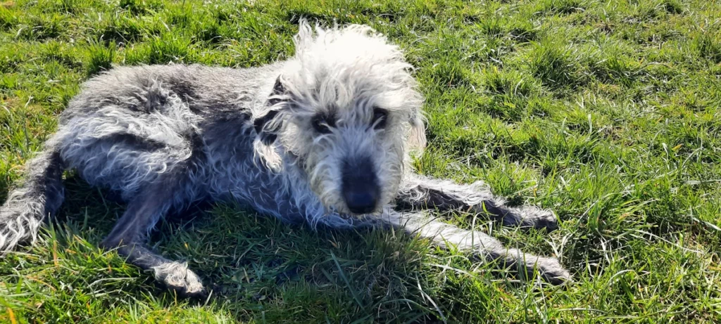 Jess Dogs who need a home away from home will find Woofus HQ to be a comfortable, welcoming and friendly residence in which they can feel relaxed, safe and secure.