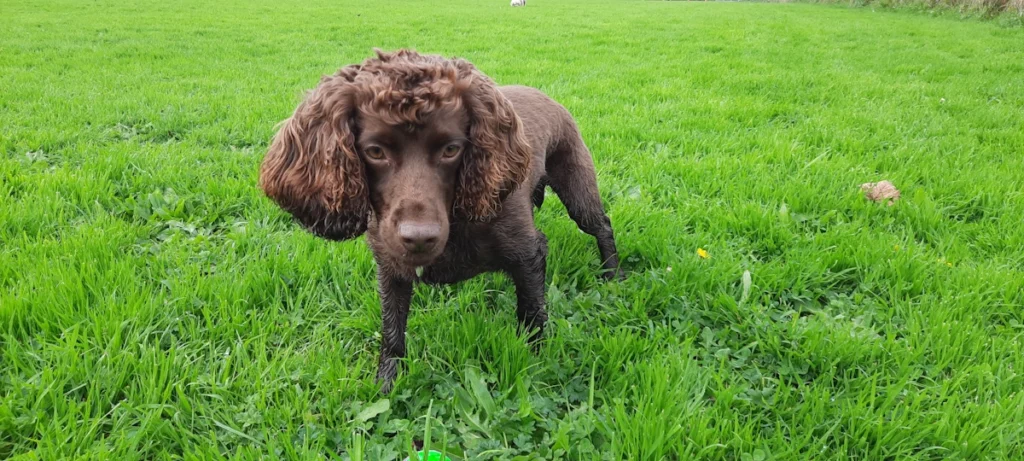 Leo Woofus Dog Boarding North Shields Woofus Dog Boarding Tynemouth Woofus Dog Boarding Cullercoats Woofus Dog Boarding Whitley Bay Woofus Dog Boarding Holywell Woofus Dog Boarding Seaton Delaval