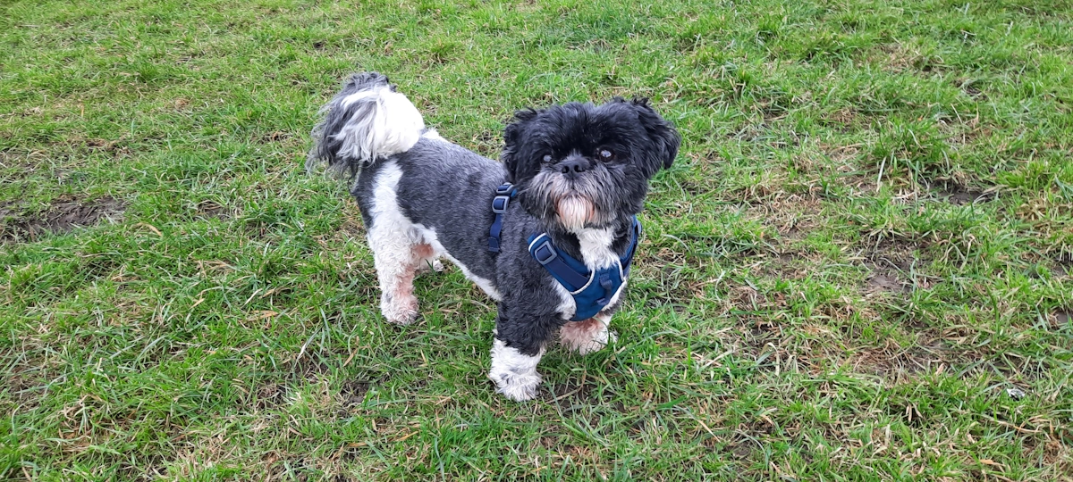 Leonard Woofus Dog Walker Tynemouth, North Shields, Cullercoats, Whitley Bay, Holywell, Seaton Delaval Woofus Dog Walking Tynemouth, North Shields, Cullercoats, Whitley Bay, Holywell, Seaton Delaval Woofus Dog Boarding Tynemouth, North Shields, Cullercoats, Whitley Bay, Holywell, Seaton Delaval