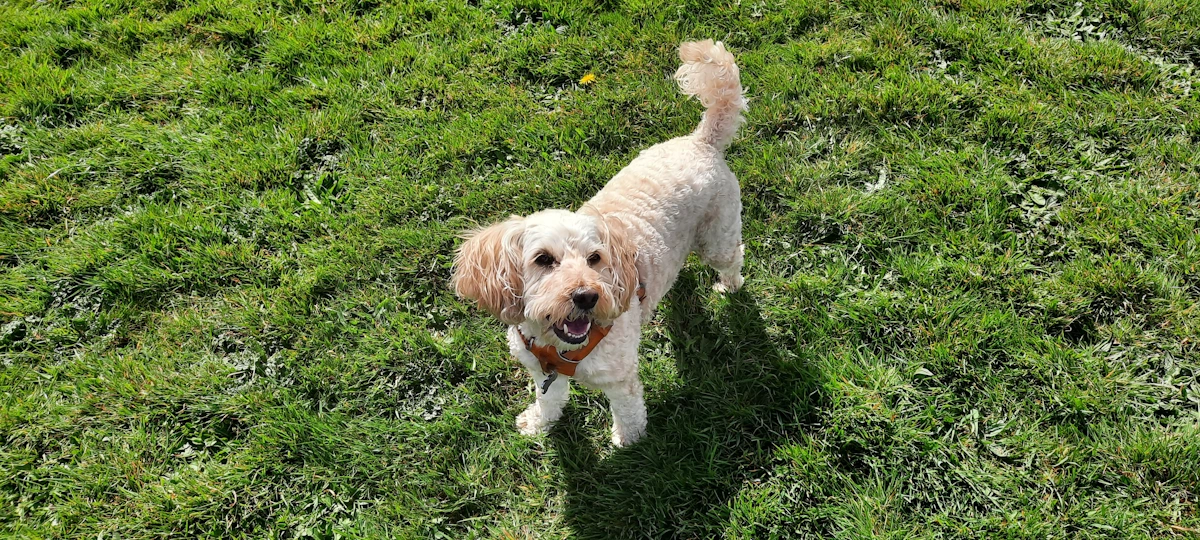 Poppy M Woofus Dog Boarding North Shields Woofus Dog Boarding Tynemouth Woofus Dog Boarding Cullercoats Woofus Dog Boarding Whitley Bay Woofus Dog Boarding Holywell Woofus Dog Boarding Seaton Delaval