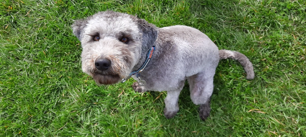 Reggie Woofus Dog Walker Tynemouth, North Shields, Cullercoats, Whitley Bay, Holywell, Seaton Delaval Woofus Dog Walking Tynemouth, North Shields, Cullercoats, Whitley Bay, Holywell, Seaton Delaval Woofus Dog Boarding Tynemouth, North Shields, Cullercoats, Whitley Bay, Holywell, Seaton Delaval