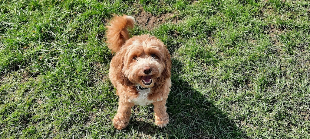 Rudy Woofus Dog Boarding North Shields Woofus Dog Boarding Tynemouth Woofus Dog Boarding Cullercoats Woofus Dog Boarding Whitley Bay Woofus Dog Boarding Holywell Woofus Dog Boarding Seaton Delaval