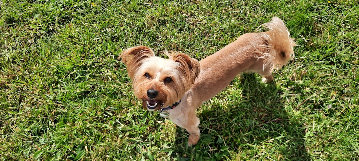 Sally Woofus Dog Walker Tynemouth, North Shields, Cullercoats, Whitley Bay, Holywell, Seaton Delaval Woofus Dog Walking Tynemouth, North Shields, Cullercoats, Whitley Bay, Holywell, Seaton Delaval Woofus Dog Boarding Tynemouth, North Shields, Cullercoats, Whitley Bay, Holywell, Seaton Delaval