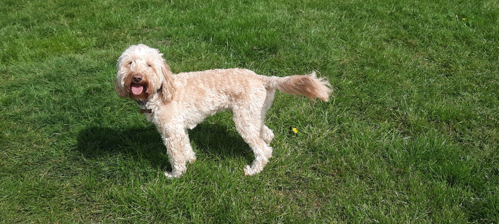 Teddy Woofus Dog Walker Tynemouth, North Shields, Cullercoats, Whitley Bay, Holywell, Seaton Delaval Woofus Dog Walking Tynemouth, North Shields, Cullercoats, Whitley Bay, Holywell, Seaton Delaval Woofus Dog Boarding Tynemouth, North Shields, Cullercoats, Whitley Bay, Holywell, Seaton Delaval