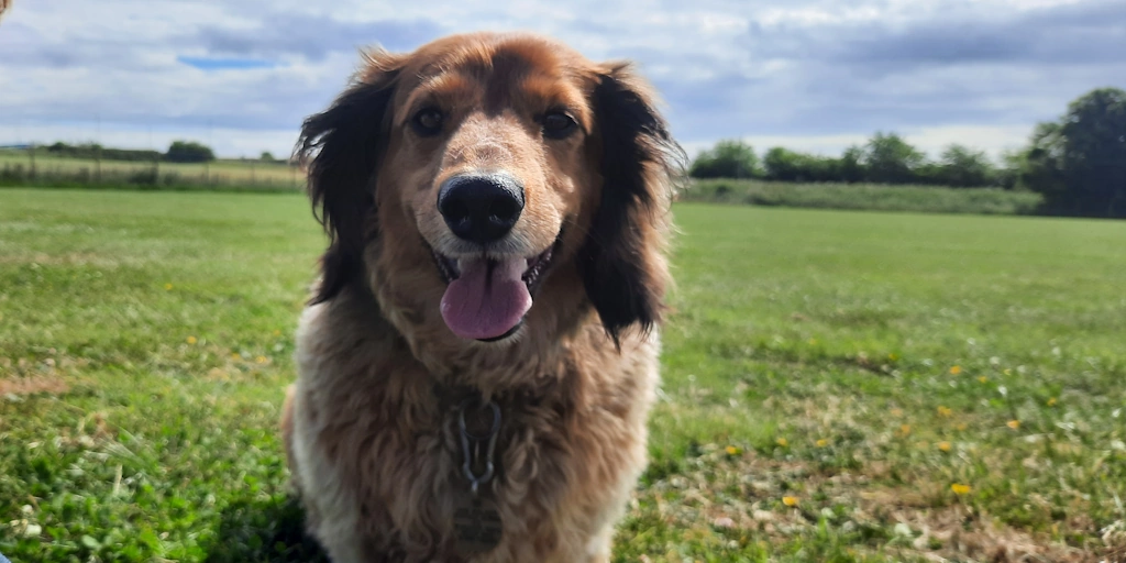 Walter Woofus Dog Boarding North Shields Woofus Dog Boarding Tynemouth Woofus Dog Boarding Cullercoats Woofus Dog Boarding Whitley Bay Woofus Dog Boarding Holywell Woofus Dog Boarding Seaton Delaval