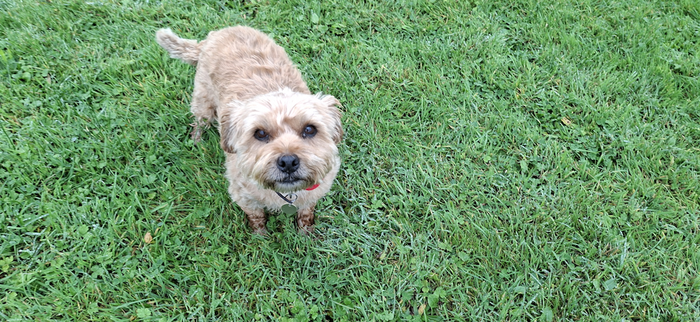 Woofus Dog Walking North Shields Woofus Dog Walking Tynemouth Woofus Dog Walking Cullercoats Woofus Dog Walking Whitley Bay Woofus Dog Walking Holywell Woofus Dog Walking Seaton Delaval Woofus Dog Walker North Shields Woofus Dog Walker Tynemouth Woofus Dog Walker Cullercoats Woofus Dog Walker Whitley Bay Woofus Dog Walker Holywell Woofus Dog Walker Seaton Delaval