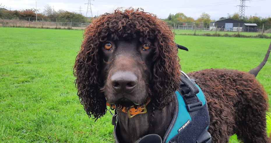 Woofus Dog Boarding North Shields Woofus Dog Boarding Tynemouth Woofus Dog Boarding Cullercoats Woofus Dog Boarding Whitley Bay Woofus Dog Boarding Holywell Woofus Dog Boarding Seaton Delaval