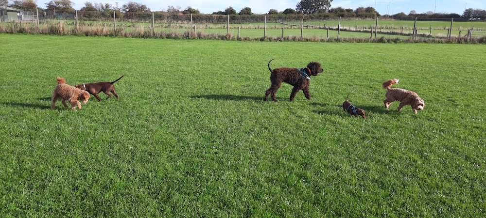 Woofus Dog Walker Tynemouth, North Shields, Cullercoats, Whitley Bay, Holywell, Seaton Delaval Woofus Dog Walking Tynemouth, North Shields, Cullercoats, Whitley Bay, Holywell, Seaton Delaval Woofus Dog Boarding Tynemouth, North Shields, Cullercoats, Whitley Bay, Holywell, Seaton Delaval