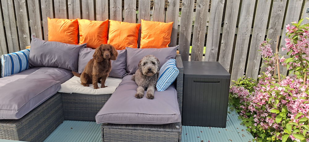 The boys