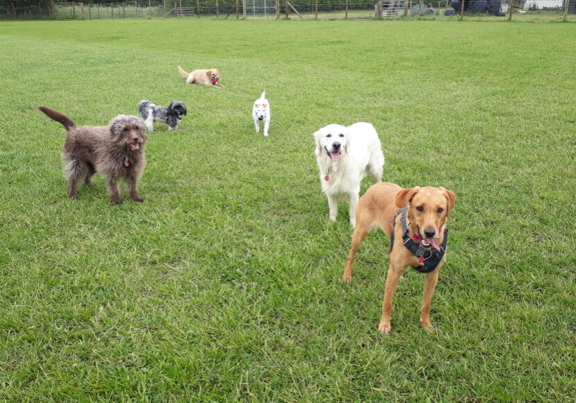 Woofus at Topdog Safe & Secure Exercise