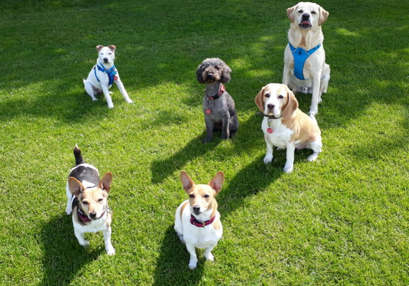 Dog Walking Tynemouth